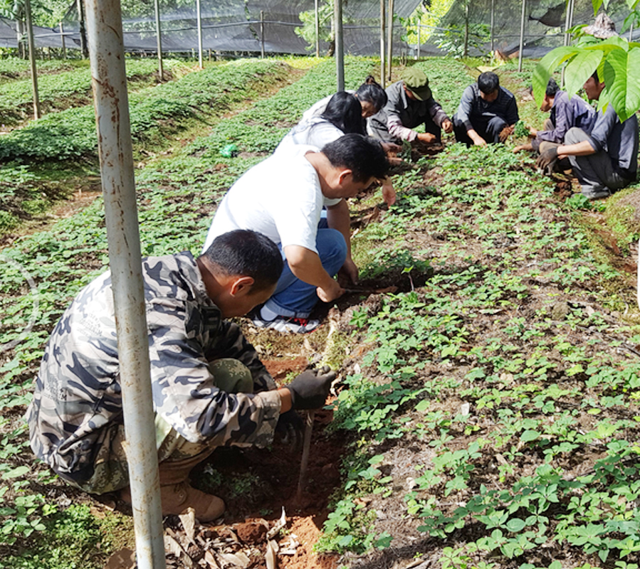 云南寶田麗江滇重樓種植戶到公司基地挖苗