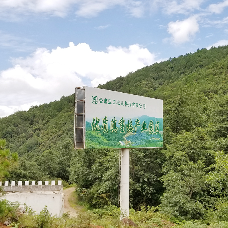 云南寶田農(nóng)業(yè)1000余畝滇重樓種植基地